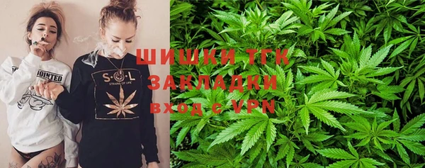 стаф Алзамай